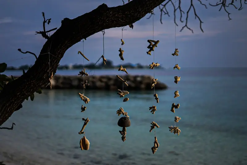 Hanging shells, Maldives